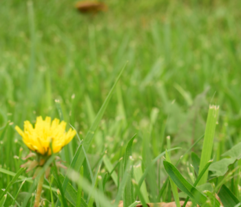 Dandelion Depth of Field